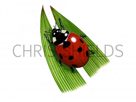 Illustration of Seven-spot Ladybird (Coccinella 7-punctata) (#0904)