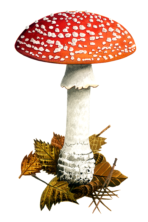 Illustration of Amanita muscaria (Fly Agaric) (#1476)