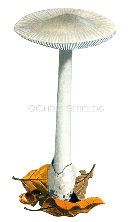 Illustration of Amanita vaginata (Grisette) (#4441)