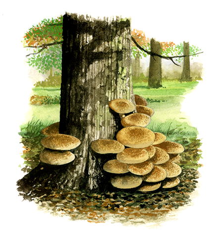 Illustration of Amarillaria mellea (Honey Fungus) (#4449)