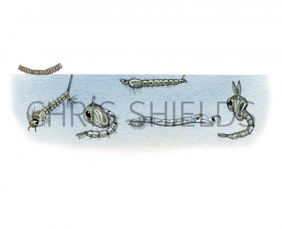 Illustration of Mosquito Eggs, Culex Mosquito Larvae & Pupae, Anopheles Mosquito Larvae, Phantom Midge Lavae & Pupae (#3106)