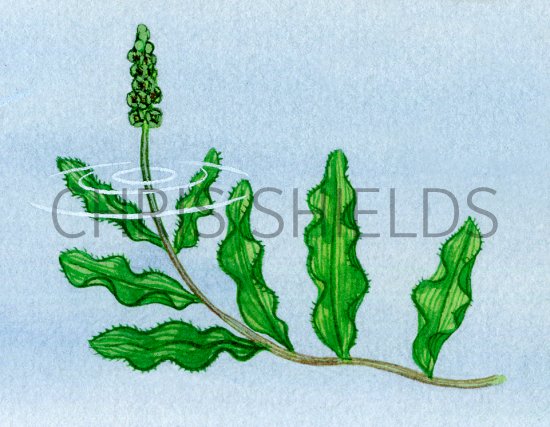 Illustration of Curled Pondweed (Potamogeton crispus) (#4342)