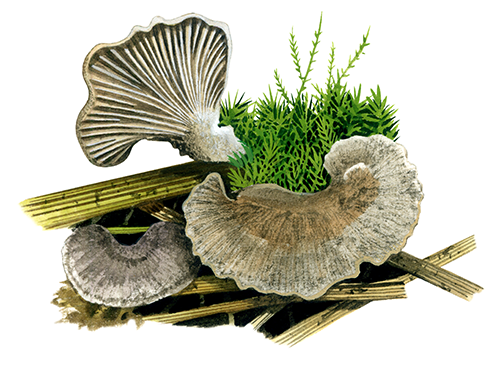 Illustration of Arrhenia accrosa (Moss Oysterling) (#4122)