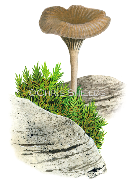 Illustration of Arrhenia rickenii (#4226)