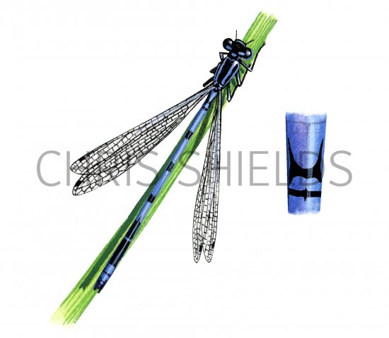 Illustration of Damselfly (Azure) (male) Coenagrion puella (#1266)