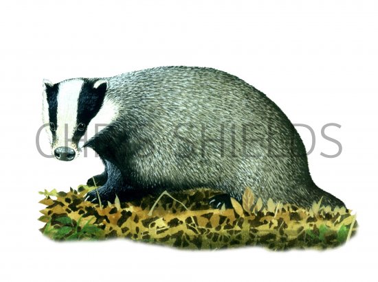 Illustration of Badger (Meles meles) (#1306)