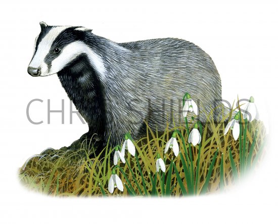 Illustration of Badger (Meles meles) (#4082)