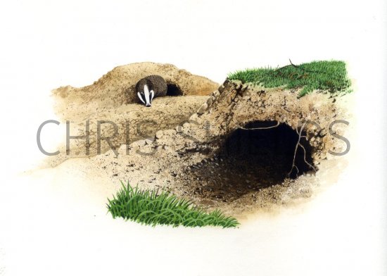 Illustration of Badger Set (Meles meles) (#1450)