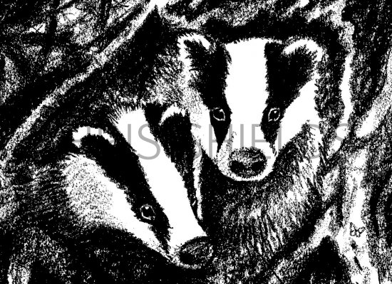 Illustration of Badgers (Meles meles) (#2856)