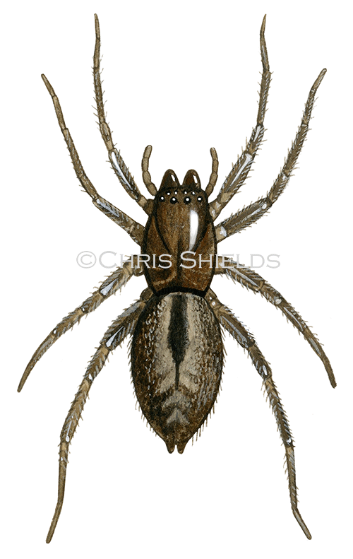 Illustration of Bark Sac Spider (Clubiona corticalis) (#4232)