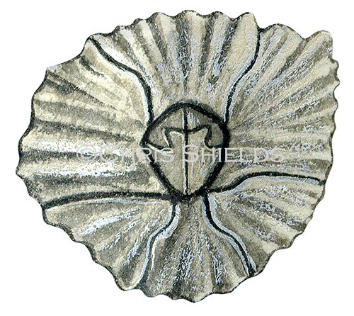 Illustration of Barnacle (Chthamalus montagui) (#0636)