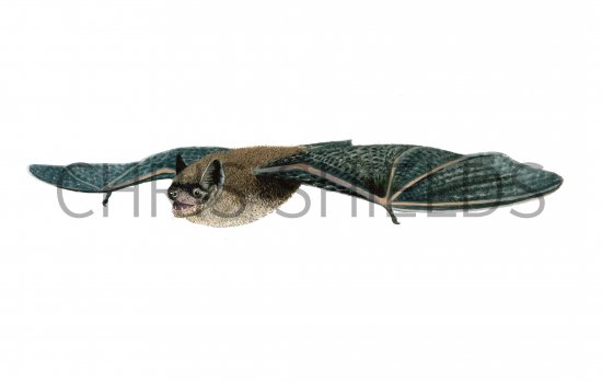 Illustration of Bat (Leisler's) Nyctalus leisleri (#0247)