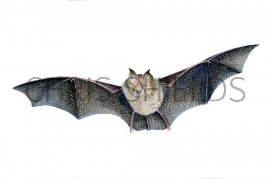 Illustration of Bat (Lesser Horseshoe) Rhinolophus hipposideros (#4086)