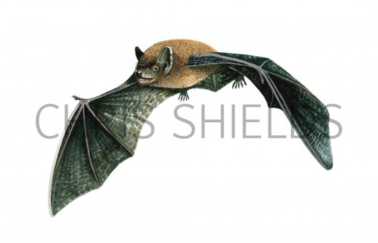 Illustration of Bat (Noctule) Nyctalus lasiopterus (#0250)