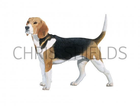 Illustration of Beagle (Canis lupus familiaris) (#3750)