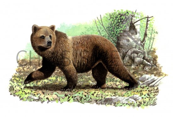 Illustration of Bear (Brown) Ursus arctos (#0230)