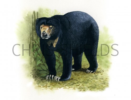 Illustration of Bear (sun) Helarctos malayanus (#0486)