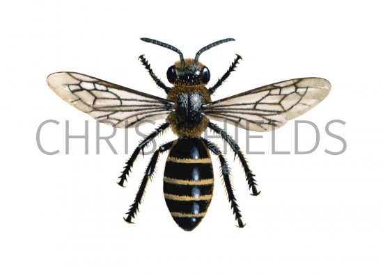 Illustration of Bee (Slender mining) Lasioglossum calceatum (#0414)