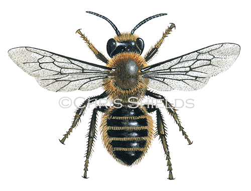 Illustration of Bee (Willughby's leafcutter) Megachile willughbiella (#0418)