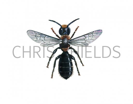 Illustration of Harebell Carpenter Bee (Chelostoma campanularum) (#0408)