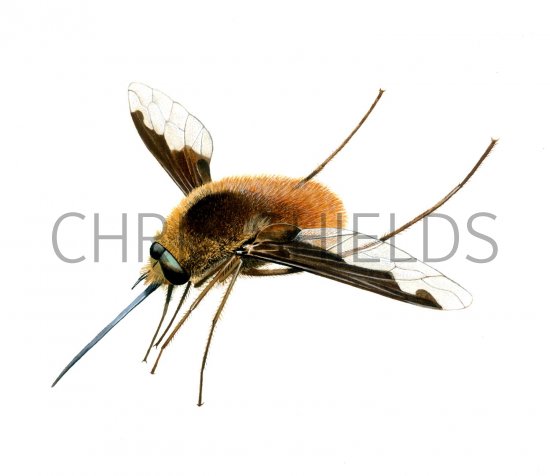 Illustration of Beefly (Bombilius major) (#1819)
