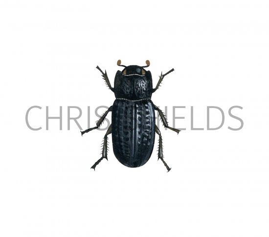 Illustration of Beetle (Trox scaber) (#2961)