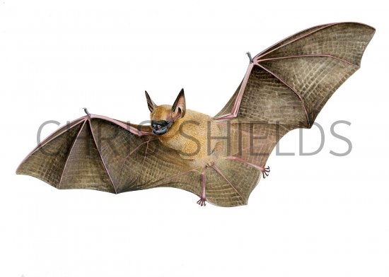 Illustration of Bickhams Little Yellow Bat (Rhogeessa bickhami) (#2734)