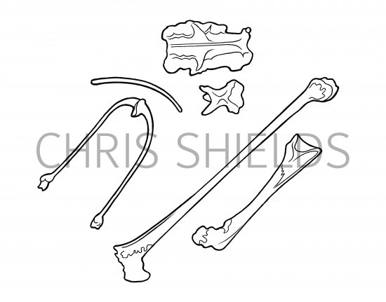 Illustration of Bird Bones from owl pellet (#3778)