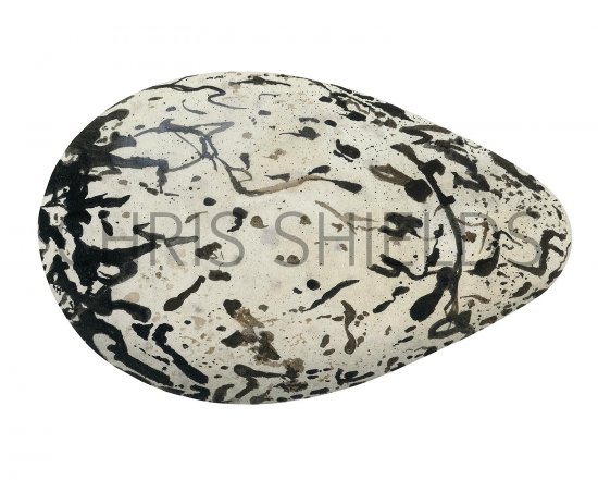 Illustration of Guillemot egg (Uria aalge) (#3279)