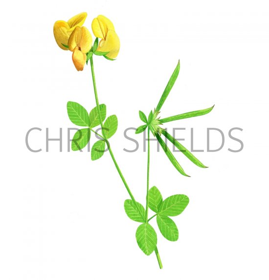 Illustration of Birds-foot Trefoil (Lotus corniculatus) (#2269)