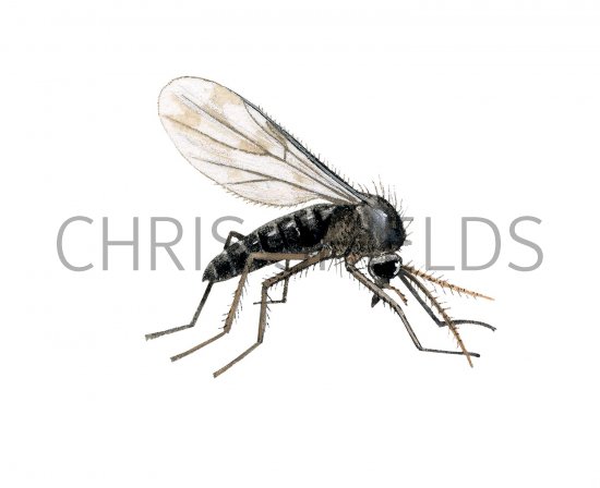 Illustration of Biting Midge (Culicoides spp.) (#2452)