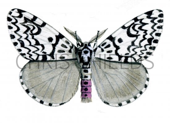 Illustration of Black Arches Moth (Lymantria monache) (#1260)