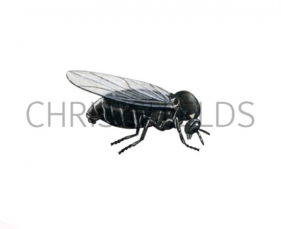 Illustration of Black Fly (Simulium spp) (#2449)