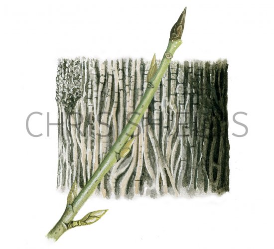 Illustration of Black Poplar bark & twig (Populus nigra) (#2392)