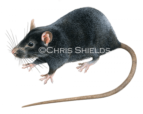 Illustration of Black Rat (Rattus rattus) (#4715)