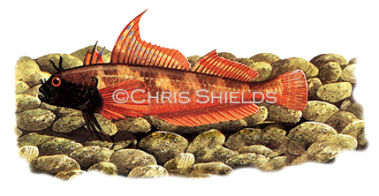 Illustration of Black-faced Blenny (Tripterygion tripterygion) (#0780)