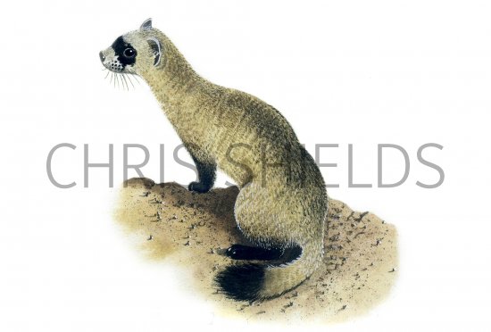 Illustration of Ferret (Black-footed) Mustela nigripes (#0556)