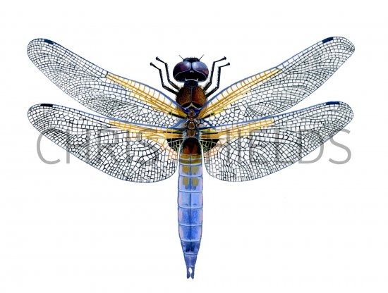 Illustration of Dragonfly (Black-tailed Skimmer) Orthetrum cancellatum (#1267)