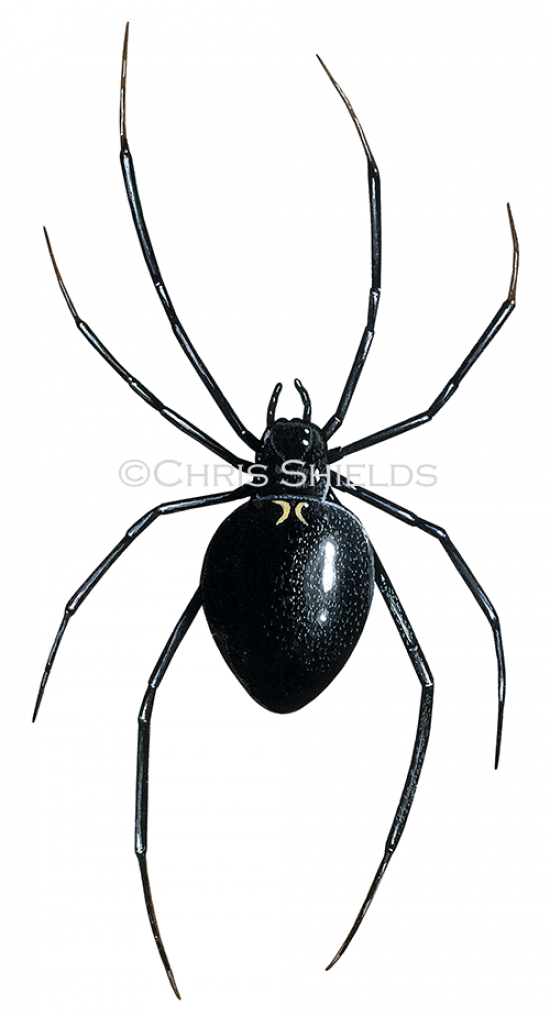Illustration of Black widow spider (Latrodectus hesperus) (#1486)