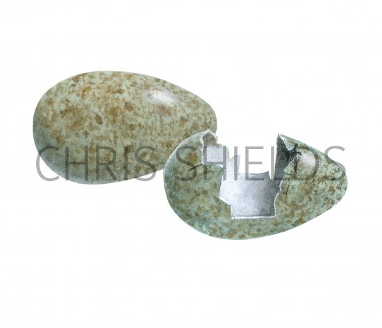 Illustration of Blackbird egg (predated) (Turdus merula) (#2432)