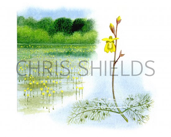 Illustration of Bladderworts - Common bladderwort (Utricularia vulgaris) (#0958)