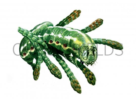 Illustration of Blairs Shoulder Knot Caterpillar (Lithophane leautieri) (#0340)