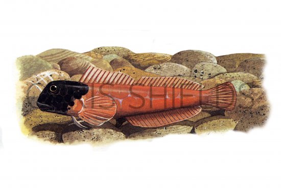 Illustration of Blenny (Black-headed) Lipophrys nigriceps F001 (#1012)