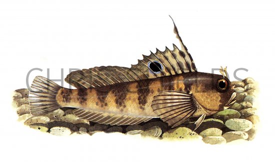Illustration of Blenny (Butterfly) Blennius ocellaris (#0661)