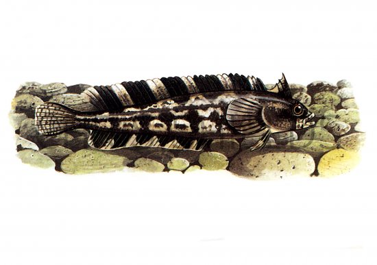 Illustration of Blenny (Cline) Cristiceps argentatus (#0779)