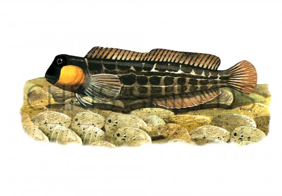 Illustration of Blenny (Lipophrys canevae) (#1002)