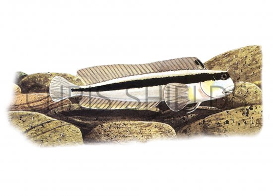 Illustration of Blenny (Red-speckled) Parablennius sanguinolentus (#1015)