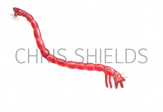 Illustration of Bloodworm larva of chironomid midge (#0734)
