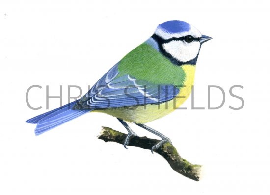 Illustration of Blue Tit (Cyanistes caeruleus) (#1075)