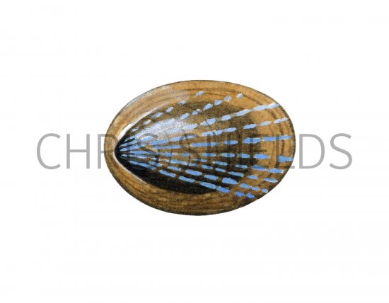 Illustration of Blue-rayed Limpet Helcion pellucidum (#0810)